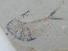 Moroccan Fish